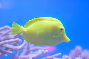 Yellow Coral Fish swimming in blue waters