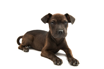 puppy terrier isolated