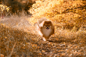 A beautiful dog runs through the bright autumn forest