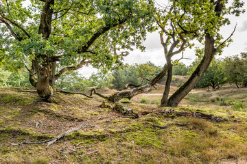 Trees in a hilly landscape