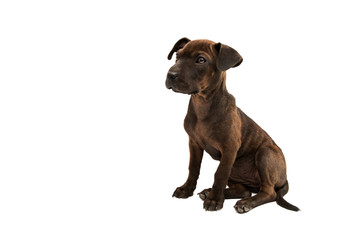 puppy terrier isolated