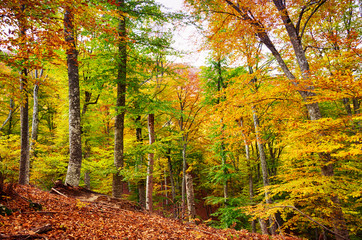 Autumn deciduous forest
