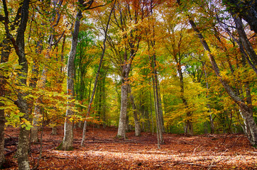 Naklejka premium Autumn deciduous forest