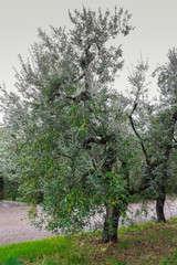 olives tree