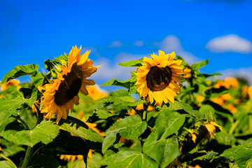 Gelb, Gr&uuml;n und Blau