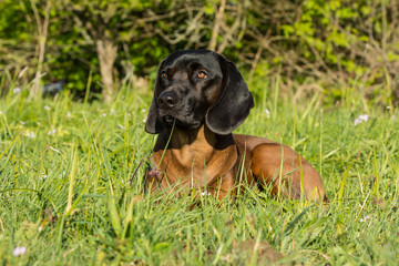 Gebirgsschweißhund