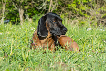 Bayerischer Gebirsschwei&szlig;hund liegt im Gras