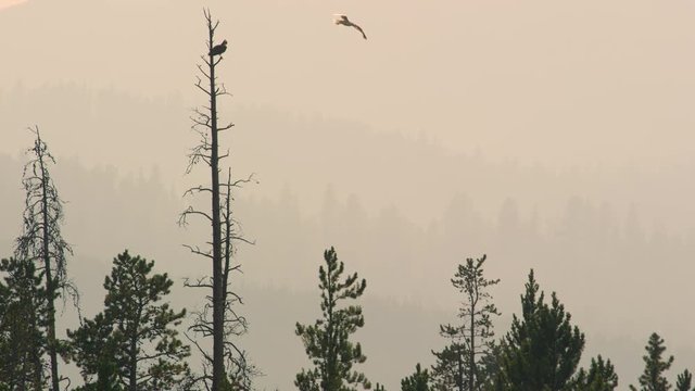Osprey sitting in tree top over smokey forest layers as seagull flys by.