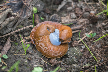 Paarung spanische Wegschnecke