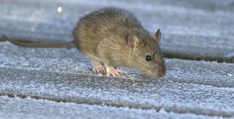 Brown rat