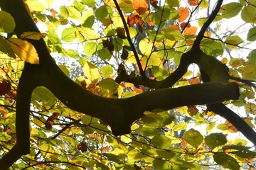 Fotobehang de tak van een beuk in de herfstzon in de Kruisbergse bossen © henkbouwers