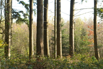 schaduwen op de rechte stammen van denenbomen in de Kruisbergse bossen