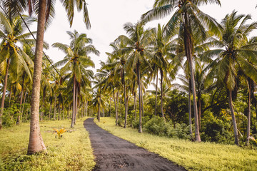 Fototapeta premium Coconut palms and road in tropical island