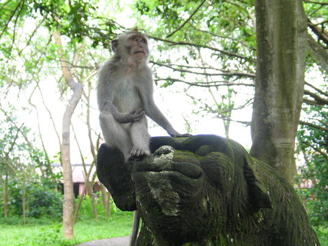Bosque de los monos en Ubud, Bali, Indonesia