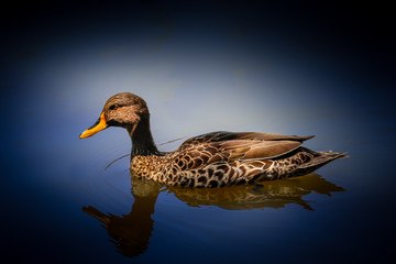 Duck swimming on pond