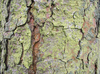 tree bark texture