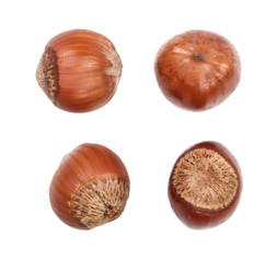 Hazelnut isolated on white background. Set or collection