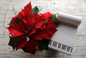 Euphorbia pulcherrima Noche Buena Mexican flame leaf Lalupatae Christmas star Stella di Natale...