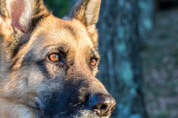 German Shepherd Closeup