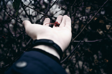 dried berries on the palm of a close-up. autumn sad mood