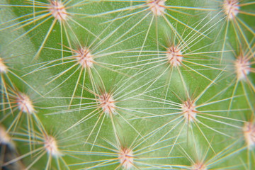 Close up cactus plant