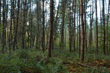 een donker sparrenbosje met varens in de Kruisbergse bossen