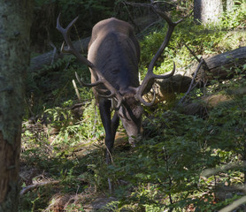 Red deer in nature - dense forest of the Carpathians
