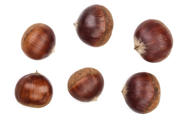chestnut isolated on white background. Top view