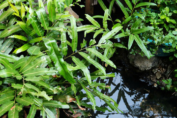Fototapeta premium green leaf of plant with fern and pebble on water