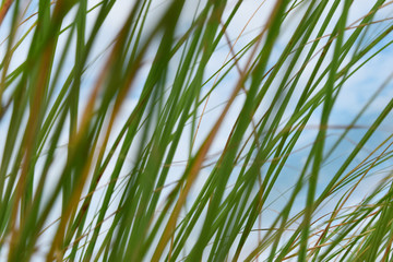 Fototapeta premium Grass blur background the brightness of the sky in summer.