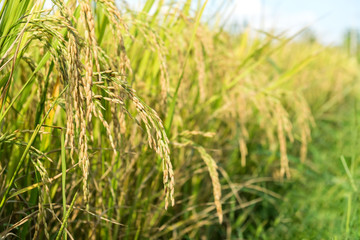 Yellow rice or Golden rice  in the field.
