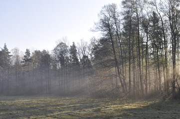 Las skąpany w porannej mgle