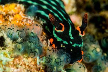 nudibranch nembrotha kubaryana Bergh