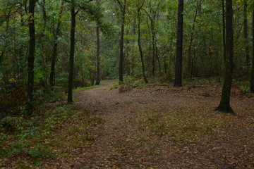 de herfst begint in de donkere Kruisbergse bossen