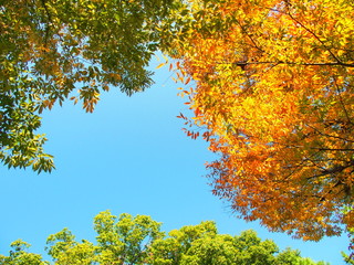 Fototapeta premium 紅葉の欅と空