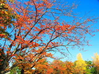 紅葉の桜の木