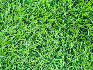 Fresh spring grass in the morning. Green grass natural background. Top view. Natural green leaf background. Horizontal image