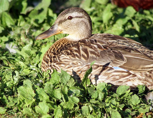 Closeup of a Mallard duck female resting and nestled in grass 
