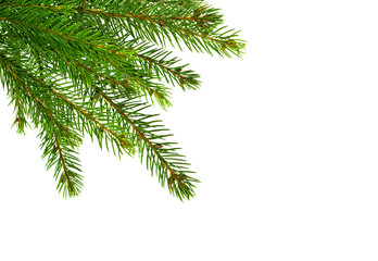 Fir tree branch isolated on a white