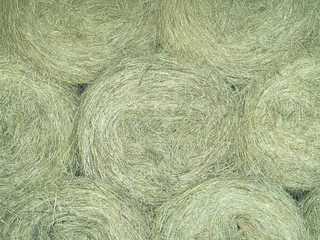 Stacked bales of hay. Dry straw bales texture folded in circles. Rolls of straw, hay background