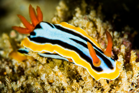 nudibranch chromodoris strigata Rudman