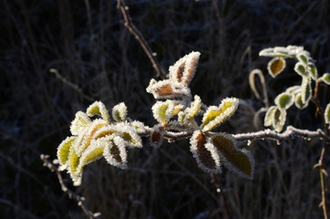 Winter und Schneelandschaft