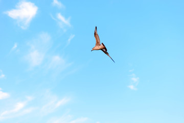 flying bird on the background of blue sky