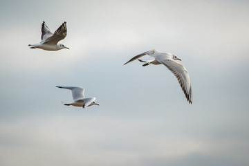 Three seagulls flying in the sky