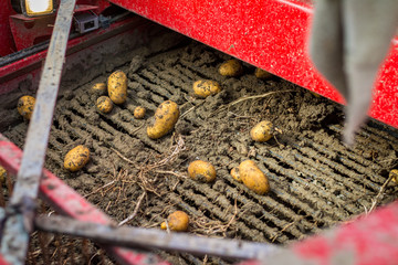 Harvesting potatoes from the field with a combine