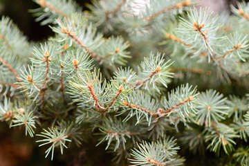 Naklejka na ściany i meble green fir branches shot up close