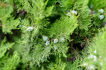 green fir branches shot up close