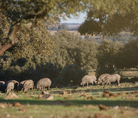 Iberian pigs eating