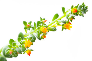 Flowering Succulent isolated on white