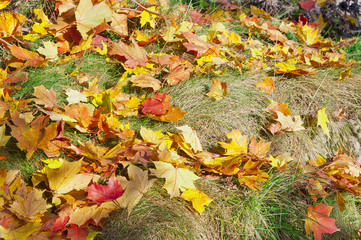 Golden colorful autumn leafs